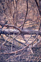 A tree trunk of tree that is broken in a storm is lying on the ground and blocking a beautiful footpath in a sunny February forest in Germany.