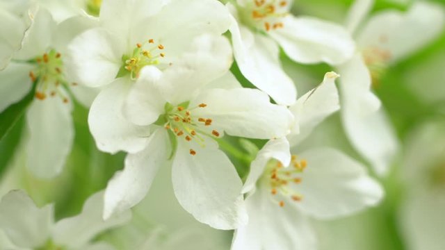 Spring Apple tree flowers blossom timelapse, close up. flower, blooming orchard tree, gardening.