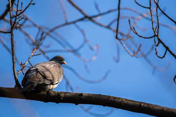 Grey Pigeon (Columba Livia) sitting on a twig of a tree with blue sky in the background