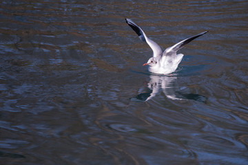Seagull (Larus Argentatus) landing on the water font view