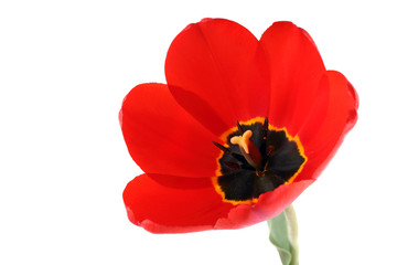 Red growing tulip isolated on white