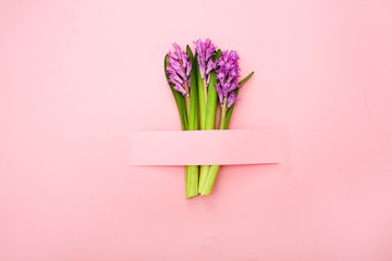Creative layout with hyacinth on a pink background. holiday concept. Flat lay, top view. 
