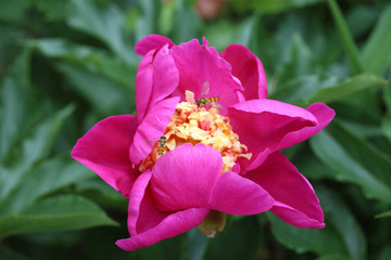 Obraz premium Pink peony flower with yellow middle