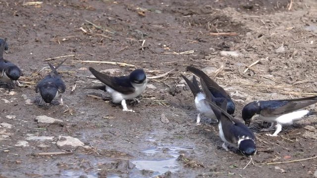 Mehlschwalben (Delichon urbicum) sammeln Baumaterial