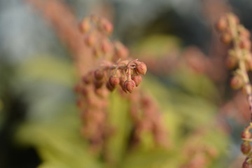 Japanese pieris Sarabande