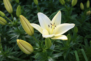Fototapeta na wymiar White lily growing in garden