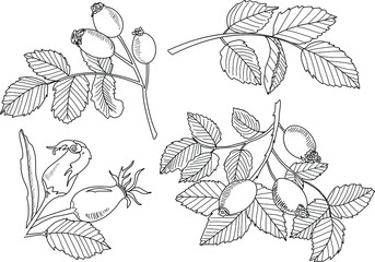 Dog roses set. Vector illustration . Isolated on white. wild rose