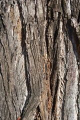 Lombardy poplar