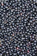 Blackurrant 