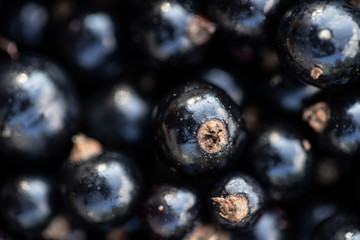 Blackurrant closeup macro