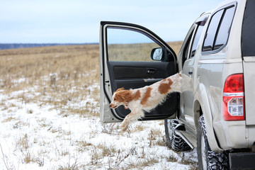 Dog breed Russian hunting spaniel in a jump from a car in the winter in the field
