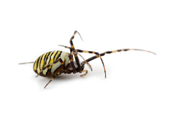 Wasp spider (Argiope bruennichi) isolated on white
