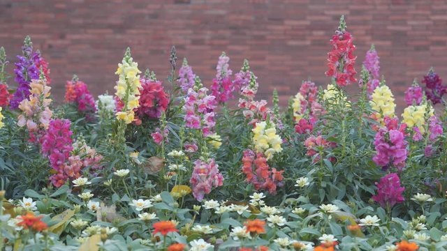 Dragon tail flowers with various beautiful colors, red wall background
