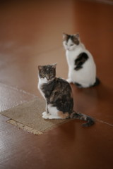 Two kittens sitting indoor on the old wooden floor