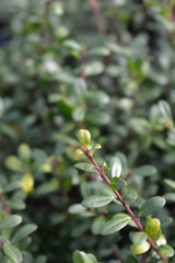 Box-leaved holly Green Glory