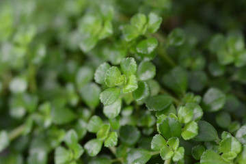 Depressed clearweed