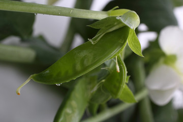 Pea plant blossom. Macro background