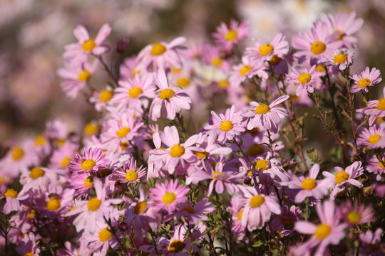 Pink chrysanthemums blossom. Autumn flowers © Alex Coan