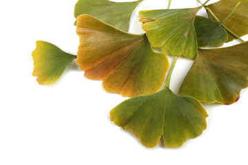 Fototapeta premium Autumn ginkgo leaves isolated on white