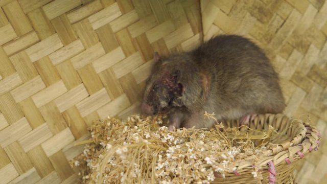 Little mouse with wounds in the face and eating food, background, bamboo wall