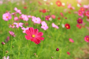 Beautiful cosmos flower blooming in the summer garden field with rays of sunlight in nature.
