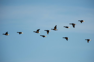 Brent Goose flying in blue sky. His Latin name is Branta bernicla.