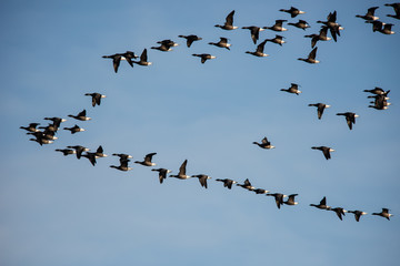 Brent Goose flying in blue sky. His Latin name is Branta bernicla.