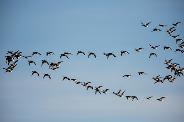 Brent Goose flying in blue sky. His Latin name is Branta bernicla.