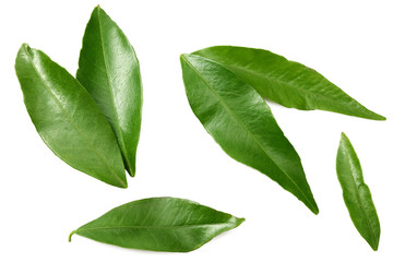 citrus leaves isolated on white background. top view.