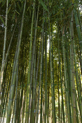 Fototapeta premium Closeup of the tall bamboo stalks in the grove with the sunlight passing through the thick foliage. tropical vegetation and jungles.