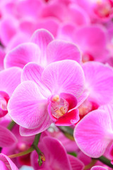 Naklejka na ściany i meble Pink orchid close up view background. - Image