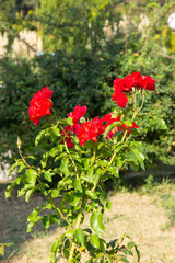 beautiful red rose Flower blooms in the summer garden.