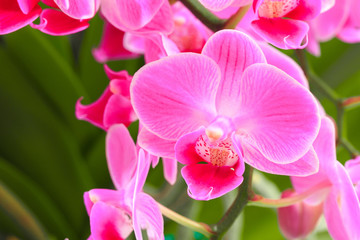 Fototapeta na wymiar Pink orchid close up view background. - Image