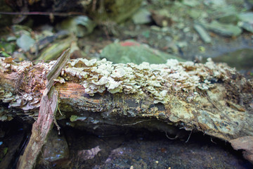 Old fallen tree in a rainforest on which mushrooms and moss grew from time to time