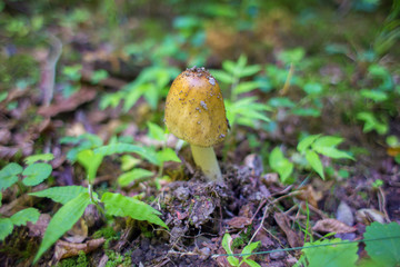 Little mushroom sprouted through grass and old foliage in a rainforest