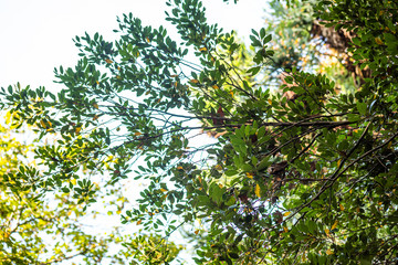 Tree with leaves on distylium racemosum