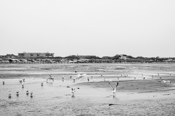 doves at the beach