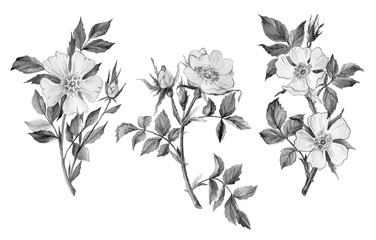 Hand drawn botanical illustration. Pencil drawn rose hip isolated on white. Flowers for posters, postcards, design, wallpaper