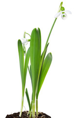 Wonderful white Snowdrops (Galanthus) isolated on white background, including clipping path.