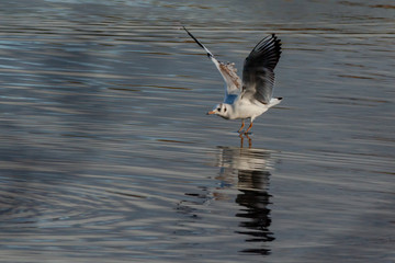 Fototapeta premium Gull on Harthill reservoir, Rotherham, South Yorkshire, U.K. Bird, gull, reservoir, pond, animal.