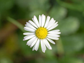 Flower in the garden