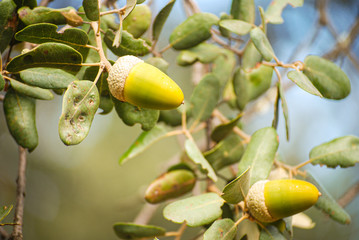 Bellotas
