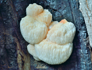 Edible mushroom on tree 4