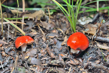 Mushrooms russule (Russula emetica) 1