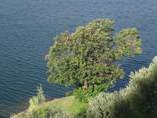 Comersee