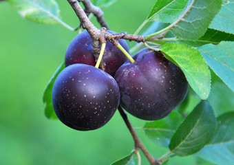 On the branch ripen fruits of plums (Prunus cerasifera).
