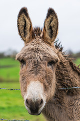 A donkey in his field in the french coutryside during winter