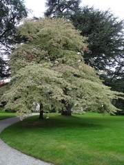 Comersee Villa Melzi