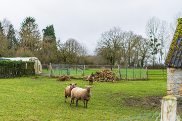 Fototapeta premium Sheep in the french coutryside in winter