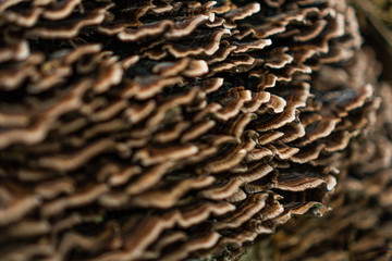 Mushrooms on wood in French coutryside in winter
